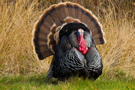 How To Tell A Young Male Turkey From A Female Turkey Animals Momme