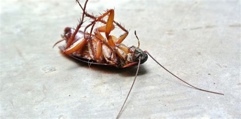 Your business or home is one of your greatest financial investments, and it may be in danger from the destructive effects of termite infestation. Information You Need to Know About Cockroaches - Craig ...