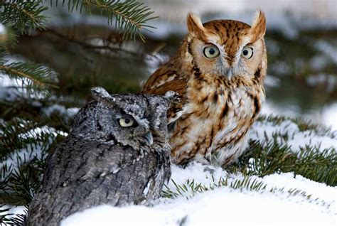 At all, conceivably, by any means. Animal Symbolism: Owl Meaning on Whats-Your-Sign.com