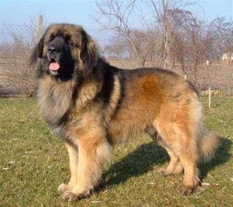 Leonberger vs Estrela Mountain Dog - Breed Comparison