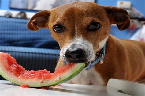 If you have a sweet tooth, you may wonder if your dog does too. Can Dogs Eat Watermelon? The Sweet Fruits For Your Pet