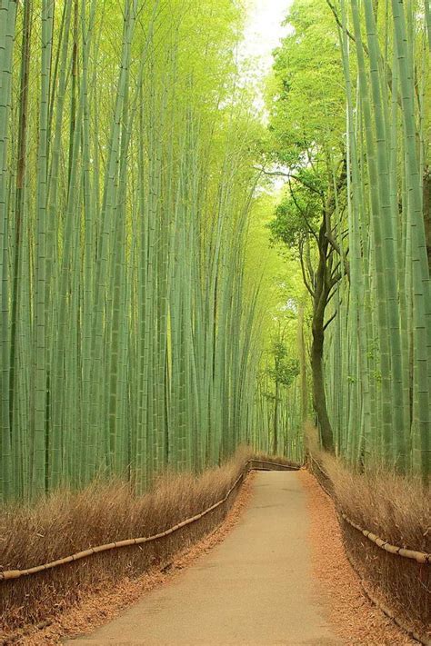 Stunning Bamboo Forest China Bamboo Forest Japan Bamboo Forest Nature