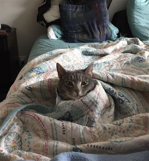 18 Warm And Cozy Pictures Of Cats Tucked In Will Make You