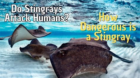 How Dangerous Is A Stingray Do Stingrays Attack Humans Youtube