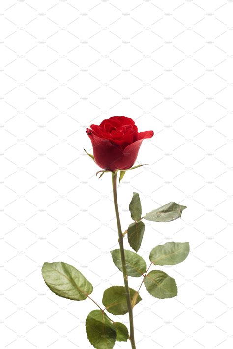 Beautiful Single Red Rose Flower High Quality Stock Photos Creative