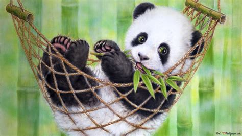 Baby Panda 4k Wallpaper Download