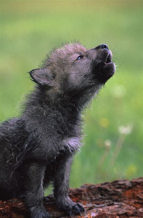 Howling Wolf Pup Baby Animals Animals Animals Wild