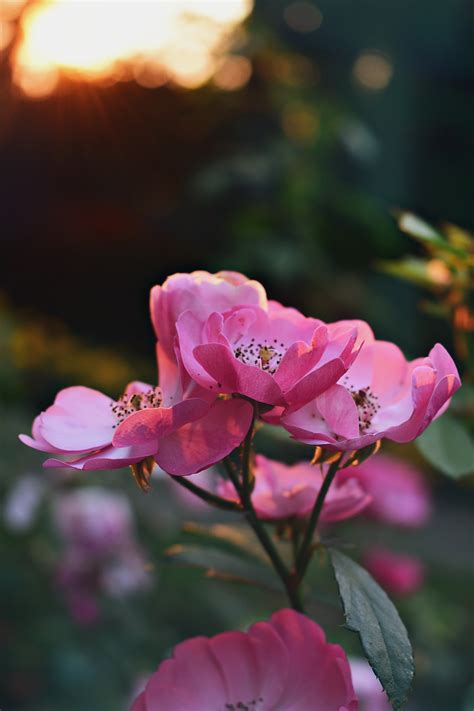 Images Gratuites Fleur Plante à Fleurs Pétale Rose Famille Roses
