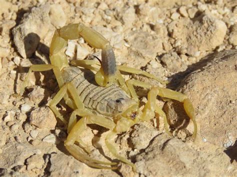 9 Most Venomous Scorpions In The World Wildlife Explained