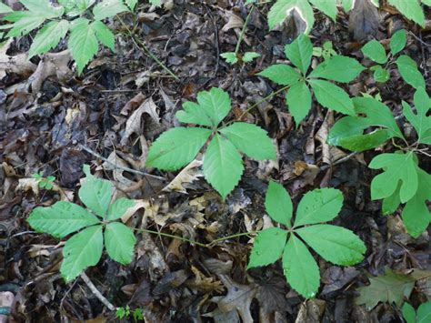Poison Ivy “looks Similar” To Virginia Creeper Identify That Plant