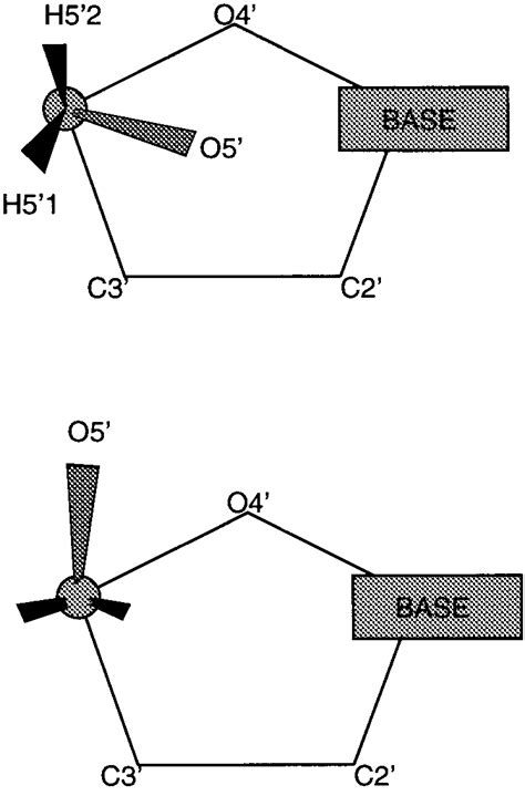 Sugar phosphates (sugars that have added or substituted phosphate groups) are often used in biological systems to store or transfer energy. The sugar-phosphate backbone conformation resulting from ...