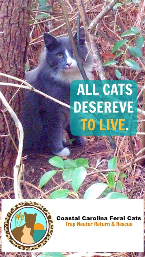 Coastal Carolina Feral Cats Tnr And Rescue Is A Grassroots All Volunteer