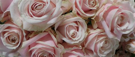 Beautiful Pale Pink Roses At Roses Pale Pink Roses