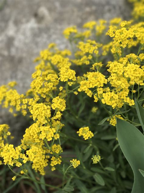 This Is The Perennial Alyssum Basket Of Gold It Will Reseed In Your