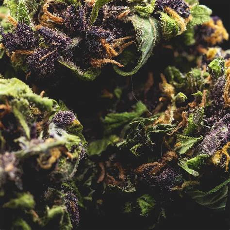 Purple Haze Cannabis Seeds Bud Champion