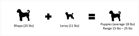 Their final size will, of course, depend on their breed (and mix of breeds), and we're happy to help you he also says that although people may comment on the size of a puppy's paws and ears, they. Goldendoodles - Kinzor Kennels