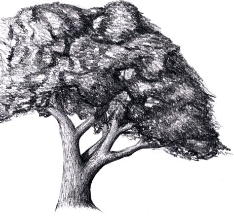 How To Draw A Big Tree At Drawing Tutorials