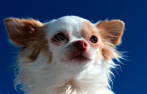 ¿cómo Cuidar A Un Chihuahua De Pelo Largo
