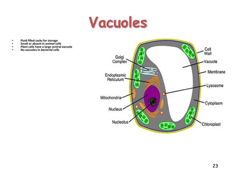 The chlorophyll in plants absorbs energy from the sun. PPT - MITOCHONDRIA PowerPoint Presentation, free download ...