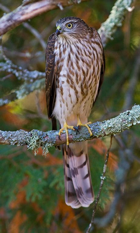Sharp Shinned Hawk Minnesota Breeding Bird Atlas