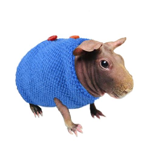 Piglets In Sweaters