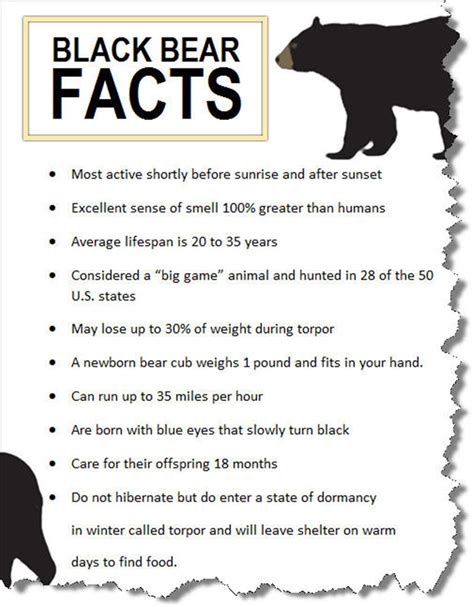 Baby Black Bear Weight Peepsburghcom