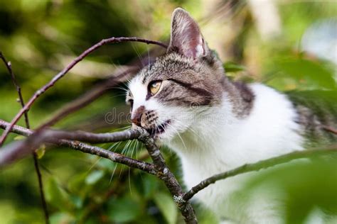 Cat Is Hanging On The Tree Stock Photo Image Of Front 96595480