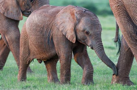 African Elephant Calf With Its Mother Photograph By Peter Chadwick Pixels