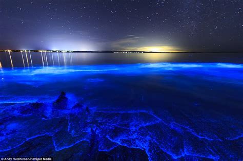 Images Of Neon Blue Fluorescent Algae Which Lights Up East Coast Of