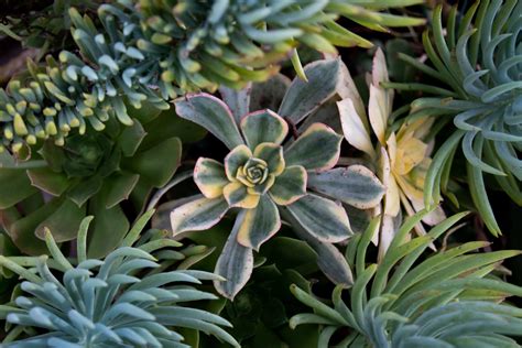 Free Stock Photo Of Close Up Of Different Types Of Succulents