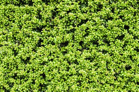 Green Hedge Or Shrub Texture High Quality Nature Stock Photos