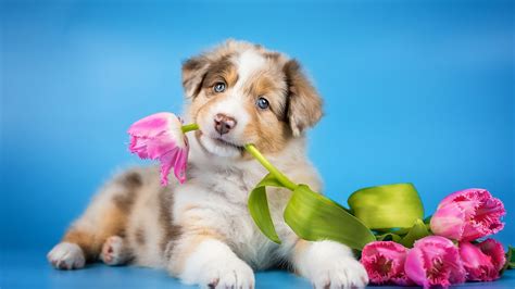 Update More Than 56 Puppy Cute Dog Wallpaper Best Incdgdbentre