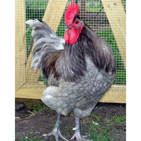 Blue Jersey Giant Rooster I Own One Of These Beauties