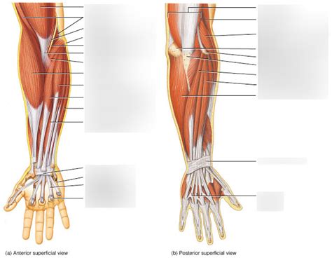 Anterior Muscles Of Forearm By Asklepios Medical Atlas Lupon Gov Ph