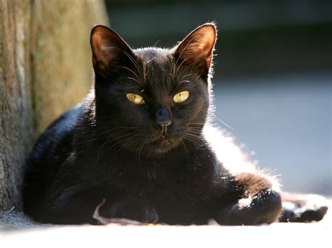 Черный кот с желтыми глазами обои для рабочего стола скачать бесплатно