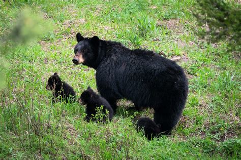 Bear Safety When Hiking And Camping Renee Roaming