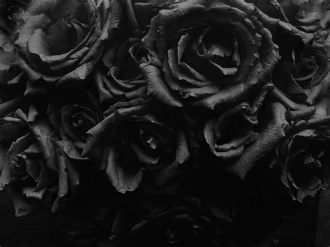 Si usted encuentra uno que este protegido por los derechos de autor, por favor infórmenos para retirarlo. Rosas negras wallpaper - Imagui