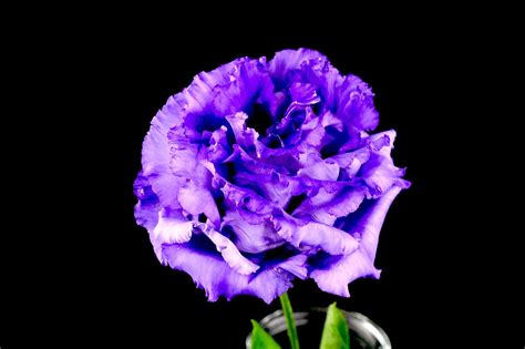 Flowers Purple Free Photo On Pixabay Pixabay