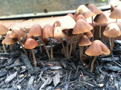 Mulch Mushrooms Michigan Mushroom Hunting And Identification