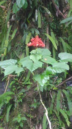 Hulu langat is a district (daerah) and parliamentary constituency located between kuala lumpur and putrajaya. Sungai Congkak Recreational Forest (Hulu Langat District ...