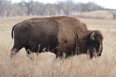 Top 172 Northern Mountain Animals