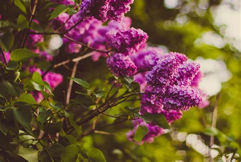 Purple Cluster Petaled Flower Focus Photography · Free Stock Photo