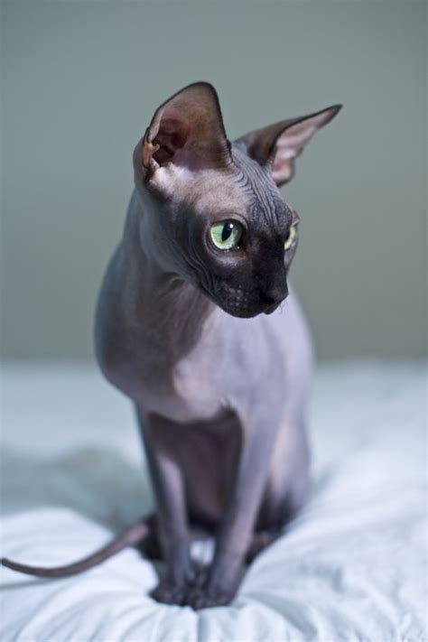 In Honor Of Naturally Bald Cats Across The World Here Are Six Things
