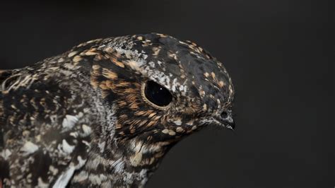 Common Nighthawk Migration Secrets Revealed By U Of A Researchers The