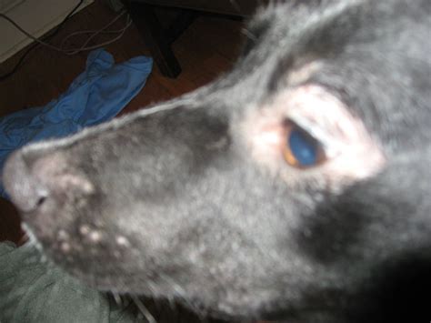 Patchy hair loss on the head and face is a symptom of mange. Hair Loss around dog's eyes