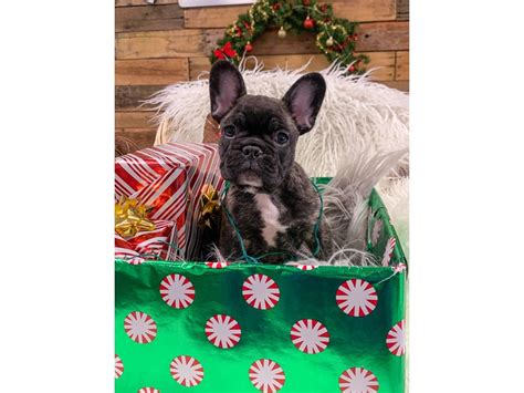 He sits at about 26lbs and has. French Bulldog-DOG-Female-Blue Fawn-2893976-The Barking ...