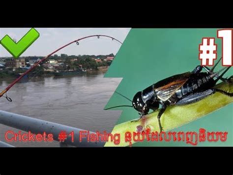 Wondering if you should feed your reptile live food? Fishing with live crickets-នុយចង្រិតនុយពិសេស - YouTube