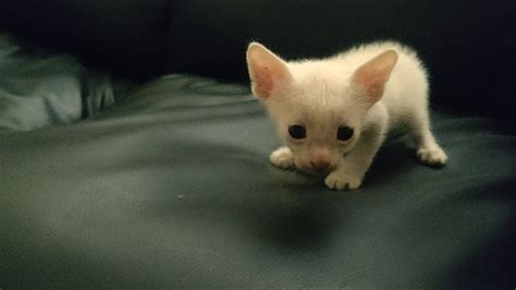 Lost Kitten Crying For Help Youtube