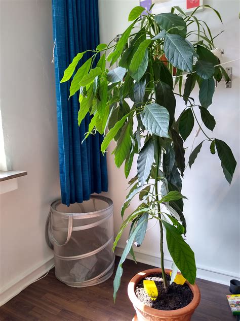 Life at shopee is a fulfilling career with lots of great challenges. Avocado bekommt gelbe Blätter und wirft diese ab ...