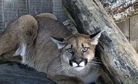 Starving Cougar Cub Checks Itself Into Animal Rescue And Beats The Odds